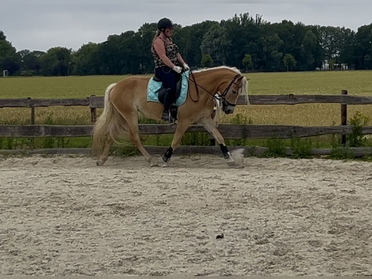 Haflinger Étalon 6 Ans 155 cm Alezan in Hellevoetsluis