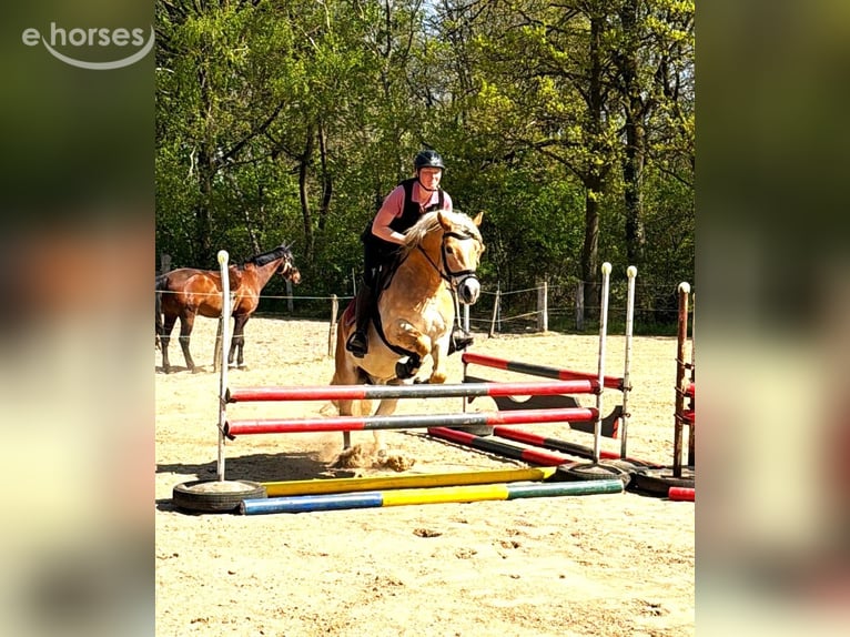 Haflinger Étalon 7 Ans 148 cm Alezan in Telgte