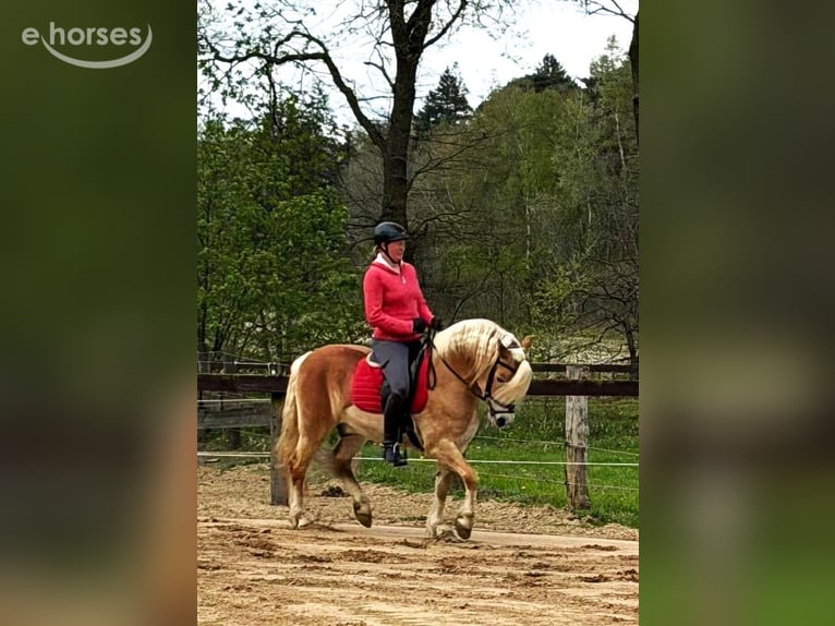 Haflinger Étalon 7 Ans 148 cm Alezan in Telgte