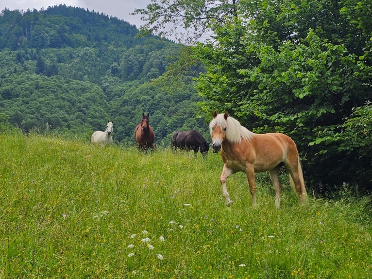 Haflinger Étalon 7 Ans 154 cm in Ro&#xDF;leithen