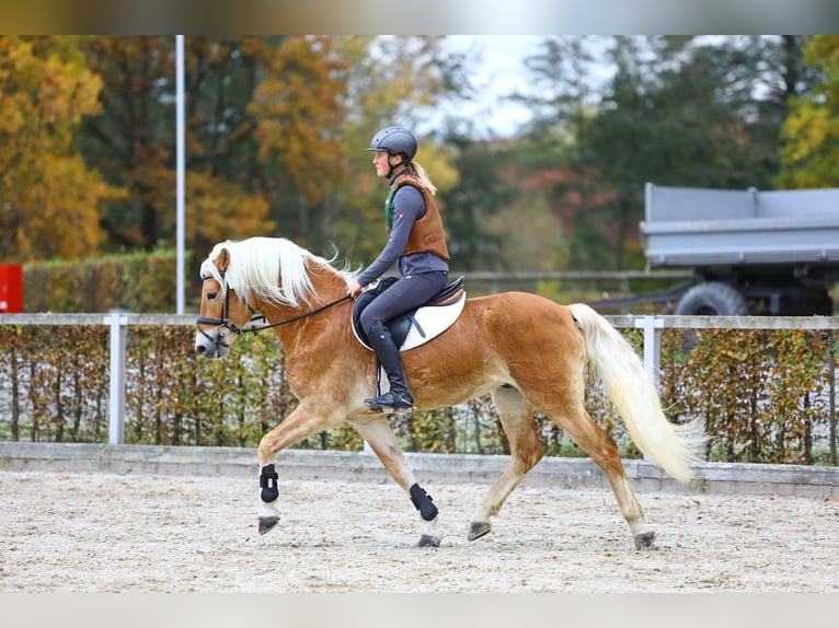 Haflinger Étalon 8 Ans 153 cm Alezan in Trebbin
