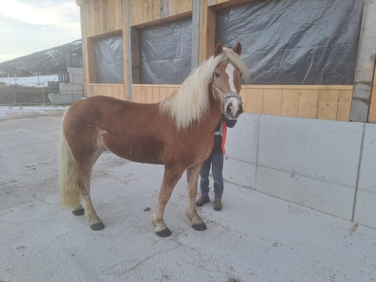 Haflinger Étalon 8 Ans in Obertilliach