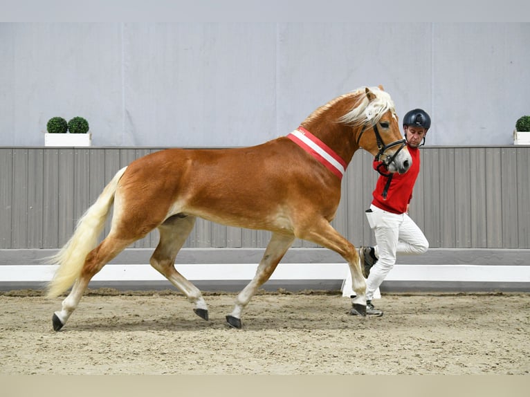 Haflinger Étalon Alezan in CursdorfMeura