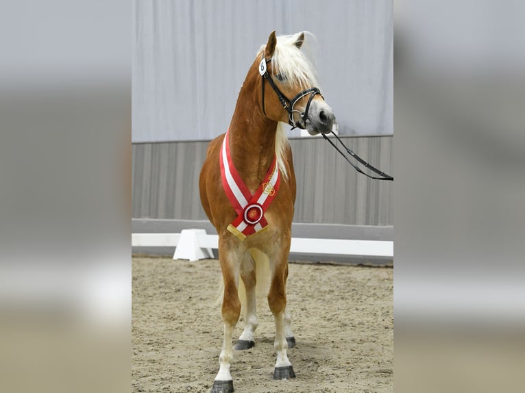 Haflinger Étalon Alezan in CursdorfMeura