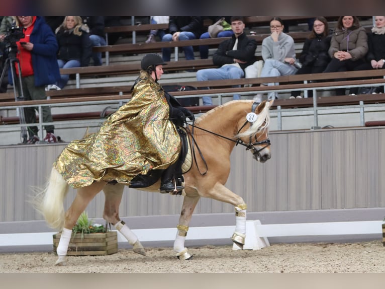 Haflinger Étalon Alezan in Welle