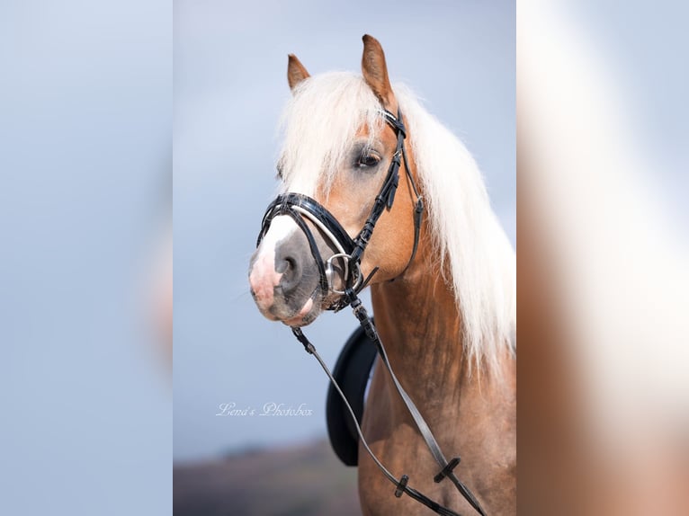 Haflinger Étalon Alezan in Wuppertal