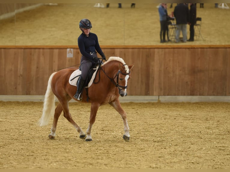 Haflinger Étalon Alezan in Simmerath