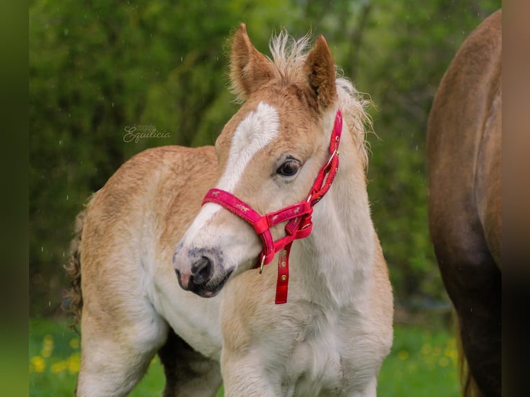 Haflinger Étalon Alezan in Simmerath