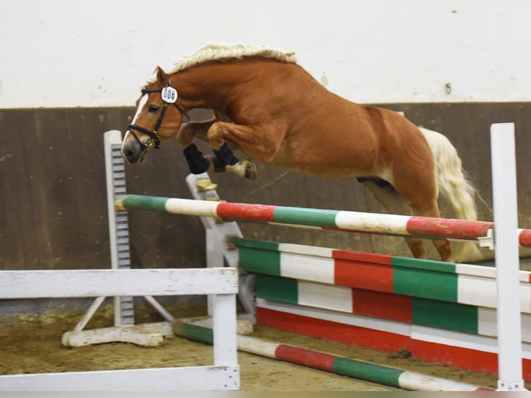 Haflinger Étalon Alezan in Simmerath