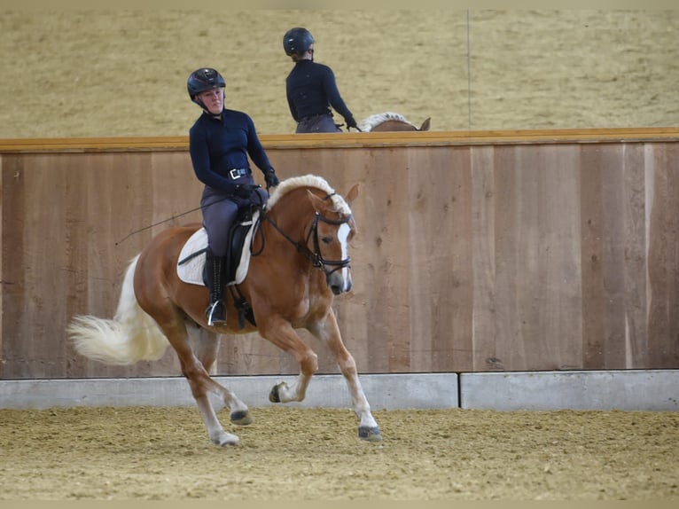 Haflinger Étalon Alezan in Simmerath