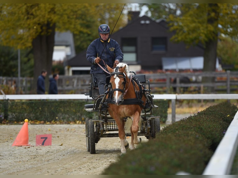 Haflinger Étalon Alezan in Simmerath