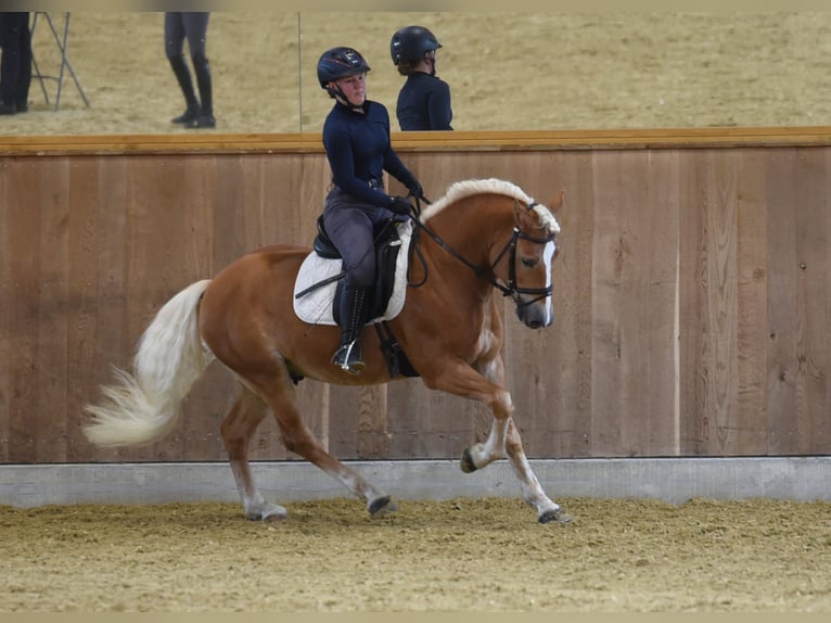 Haflinger Étalon Alezan in Simmerath