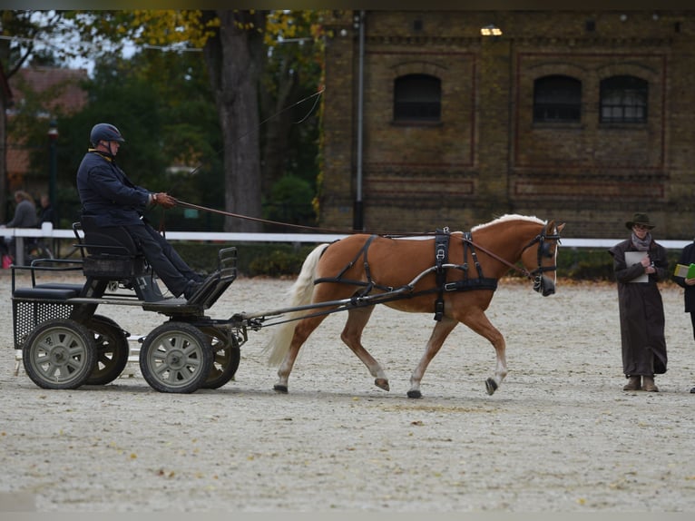 Haflinger Étalon Alezan in Simmerath