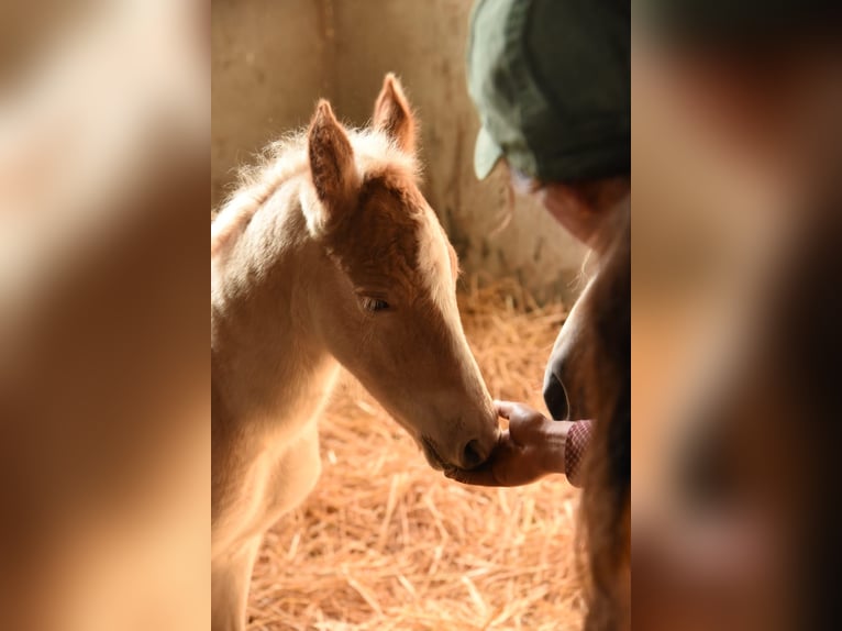 Haflinger Étalon Alezan in Simmerath