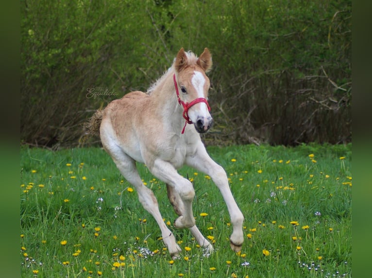 Haflinger Étalon Alezan in Simmerath