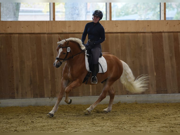 Haflinger Étalon Alezan in Simmerath