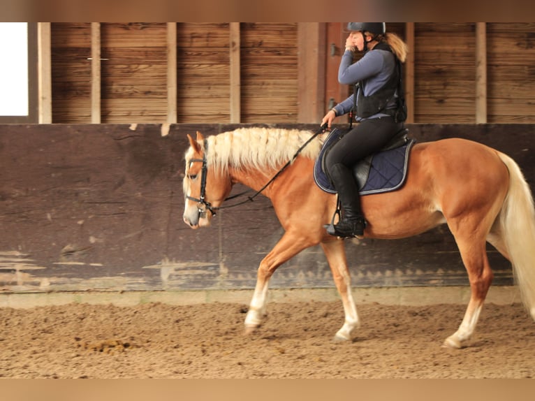 Haflinger Étalon Alezan in Juvincourt et Damary