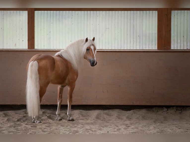 Haflinger Étalon Alezan in Wuppertal