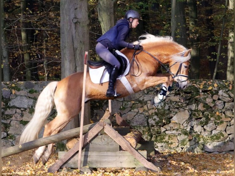 Haflinger Étalon Alezan in Nordhausen
