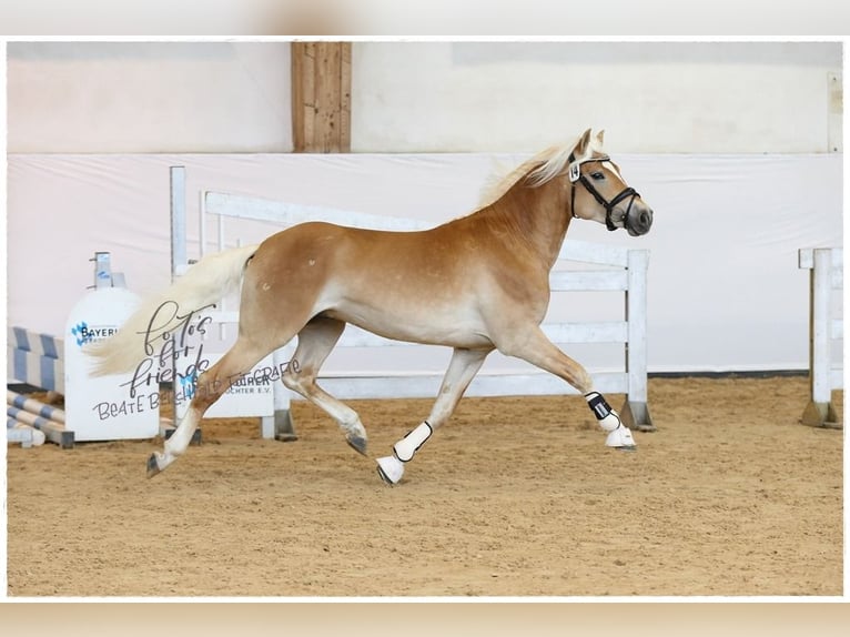 Haflinger Étalon Alezan in Wuppertal