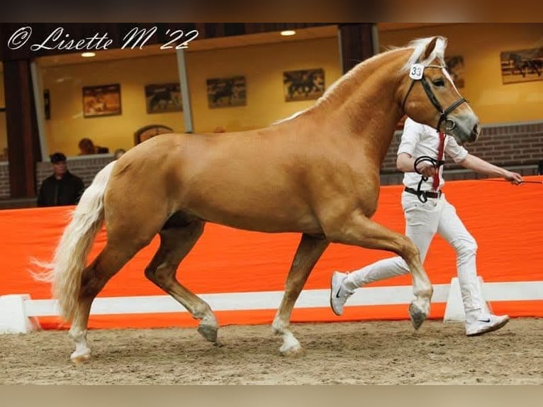 Haflinger Étalon Alezan in Lelystad