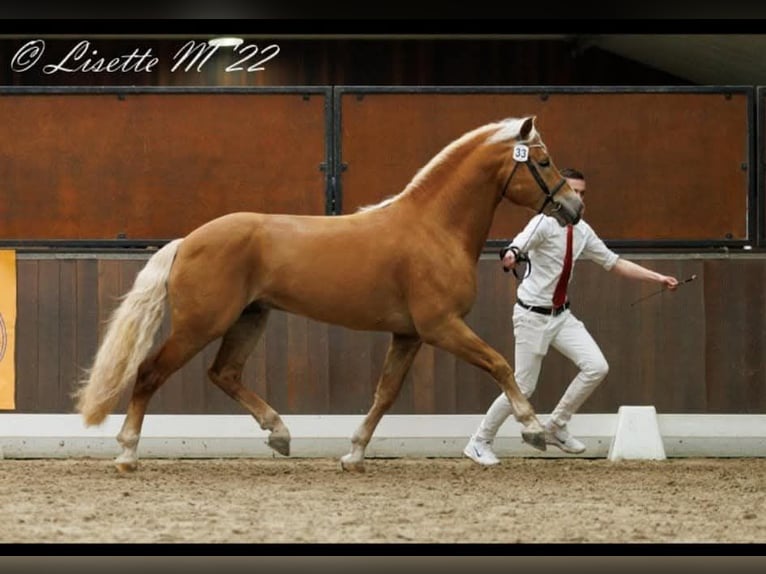 Haflinger Étalon Alezan in Lelystad
