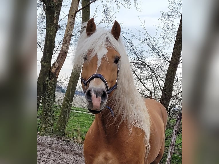 Haflinger Étalon Alezan in Lelystad