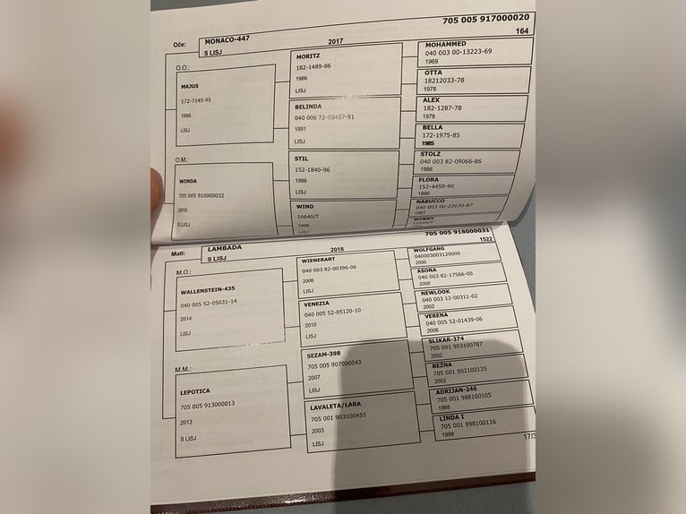 Haflinger Étalon Bai clair in Novo mesto