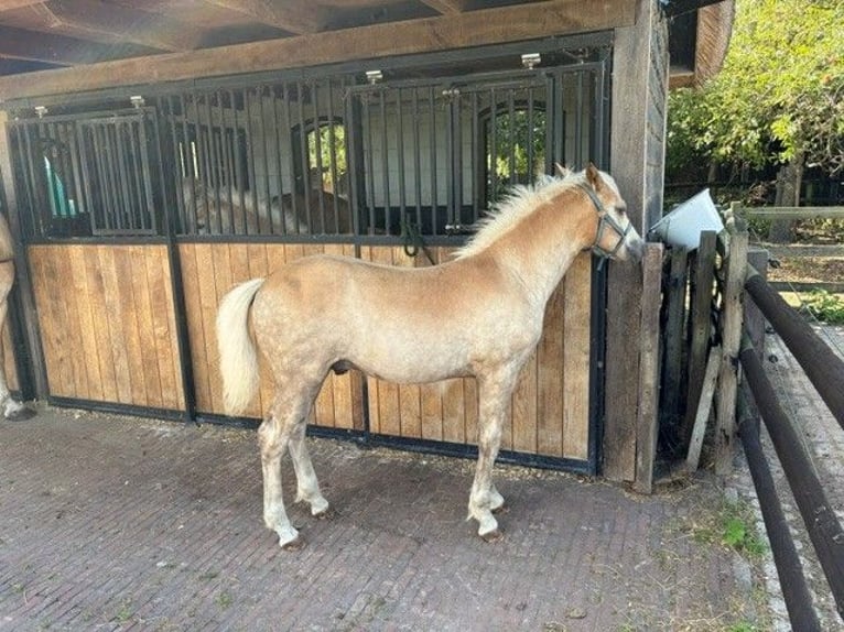 Haflinger Étalon Poulain (01/2026) 130 cm Alezan in Hoevelaken