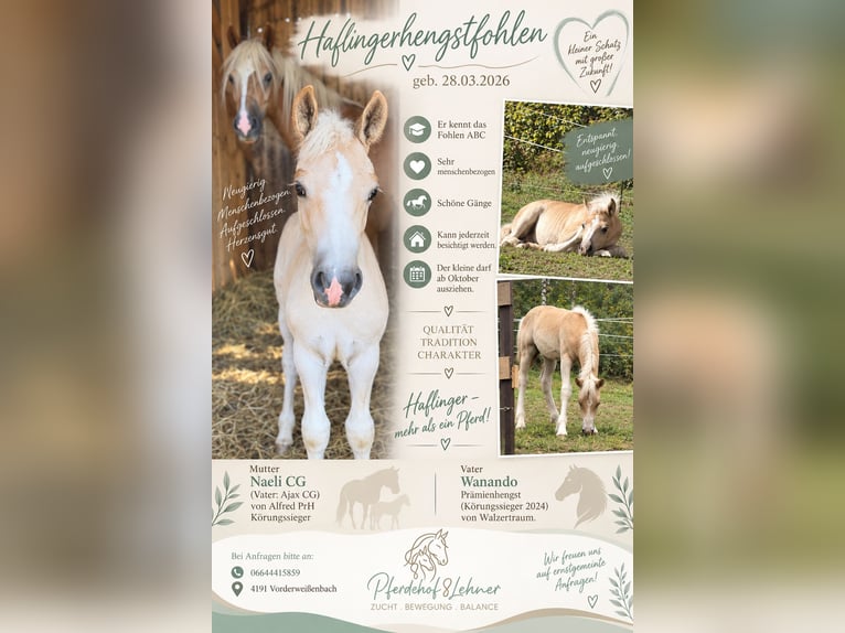 Haflinger Étalon Poulain (03/2026) 150 cm Alezan in Vorderweißenbach