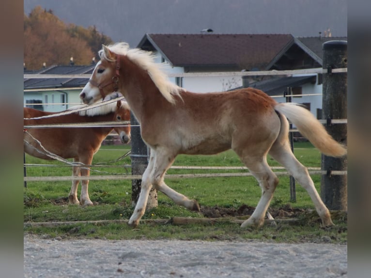 Haflinger Étalon Poulain (04/2024) 150 cm Alezan in Kirchbichl