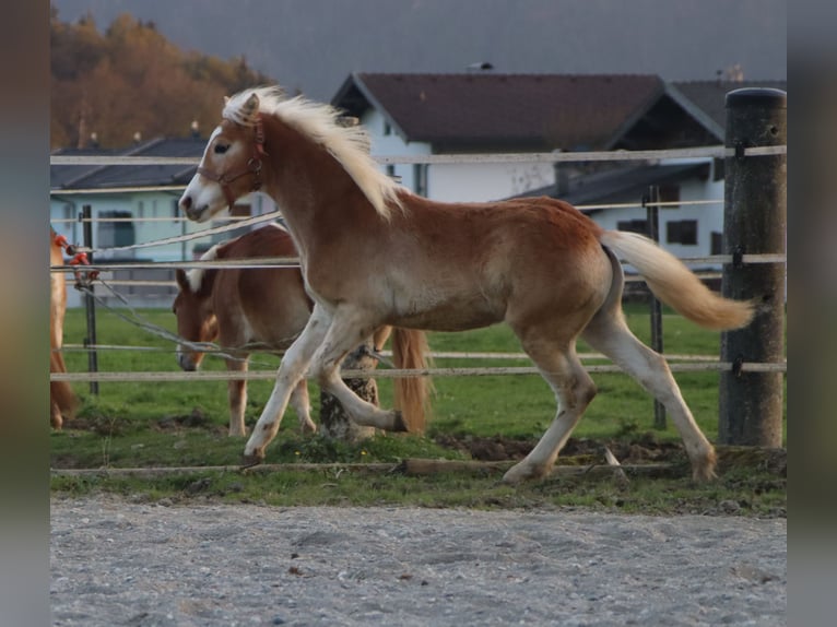 Haflinger Étalon Poulain (04/2024) 150 cm Alezan in Kirchbichl