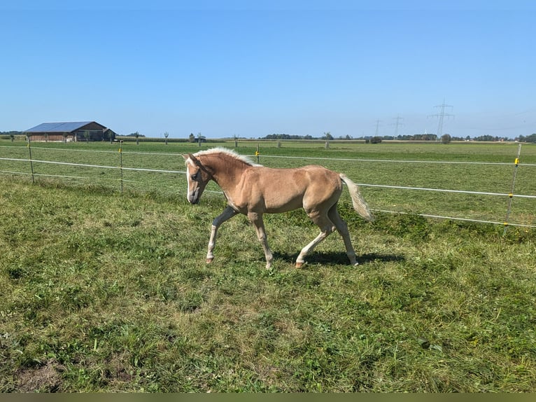 Haflinger Étalon  150 cm Alezan in Buchloe