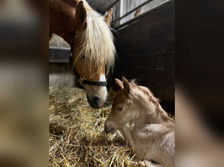 Haflinger Étalon Poulain (02/2026) 150 cm Alezan in Villach