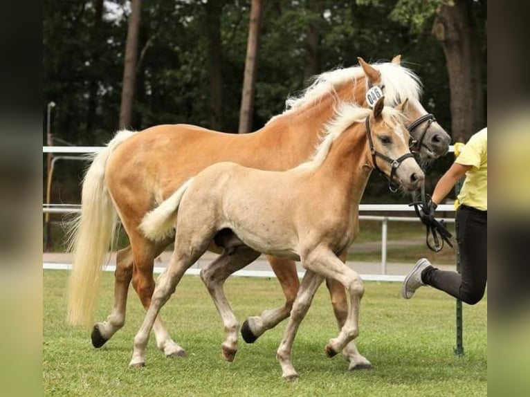 Haflinger Étalon Poulain (05/2024) 150 cm Alezan in Wittingen