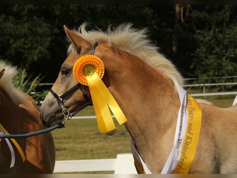 Haflinger Étalon Poulain (05/2024) 150 cm Alezan in Wittingen