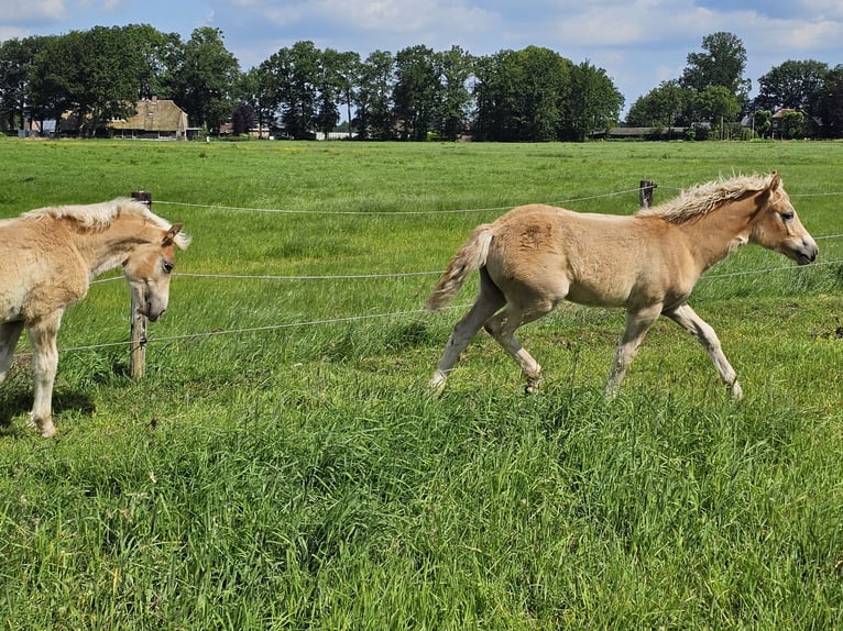 Haflinger Étalon Poulain (02/2024) 150 cm Alezan in Lunteren