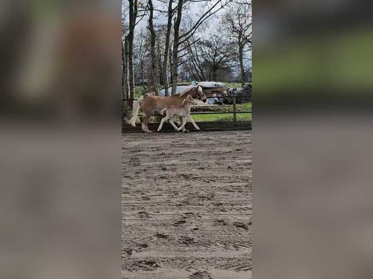 Haflinger Étalon Poulain (02/2024) 150 cm Alezan in Lunteren