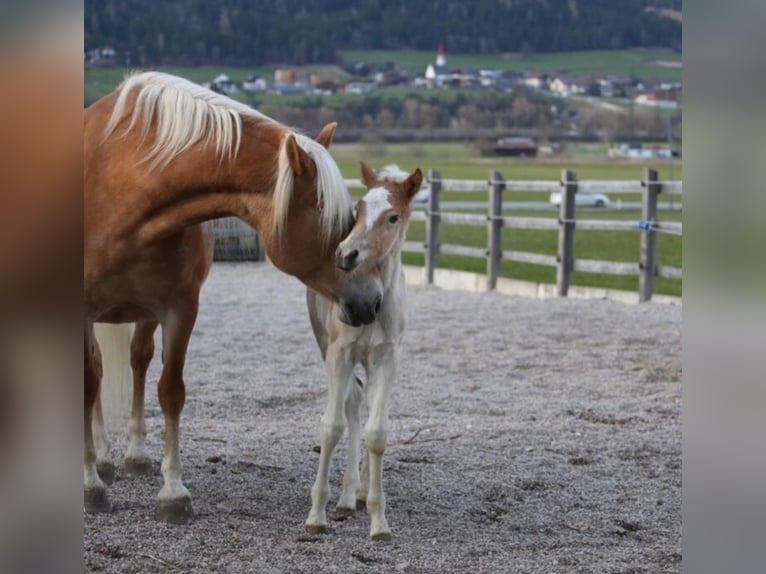 Haflinger Étalon Poulain (02/2026) 150 cm  in Rimini