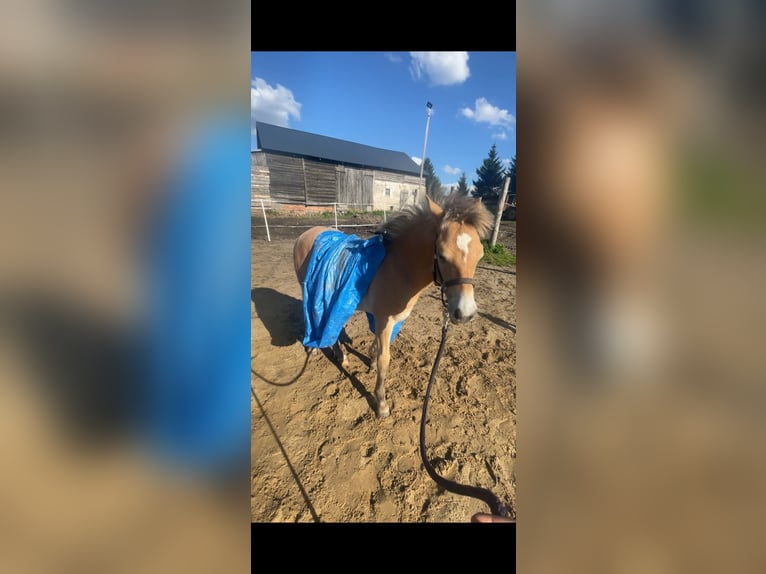 Haflinger Croisé Étalon Poulain (04/2025) 150 cm in Bi&#x144;cze