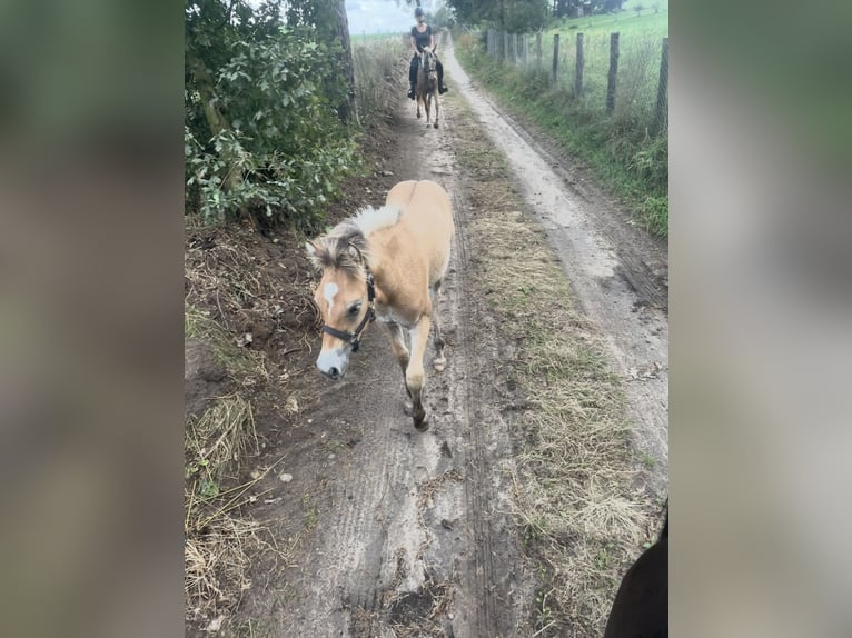 Haflinger Croisé Étalon Poulain (04/2025) 150 cm in Bi&#x144;cze