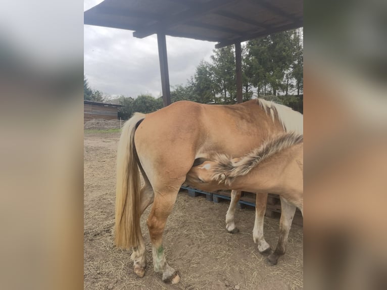 Haflinger Croisé Étalon Poulain (04/2025) 150 cm in Bi&#x144;cze