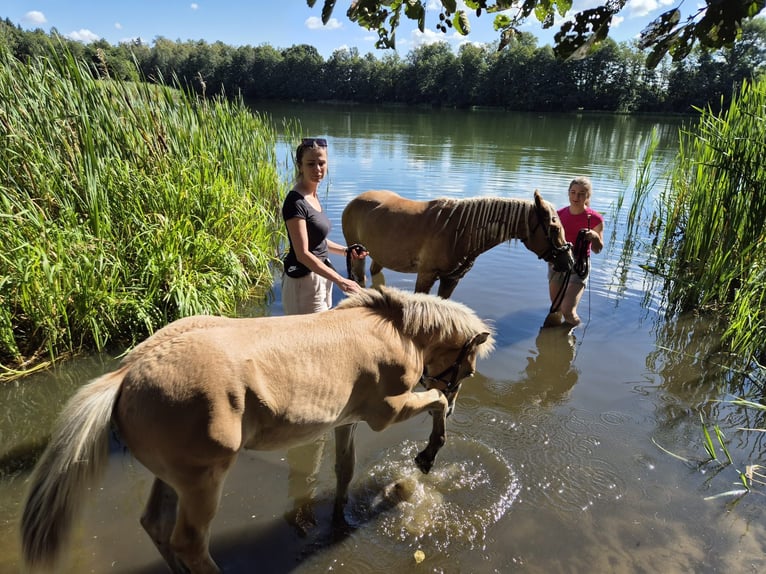 Haflinger Croisé Étalon Poulain (04/2025) 150 cm in Bi&#x144;cze