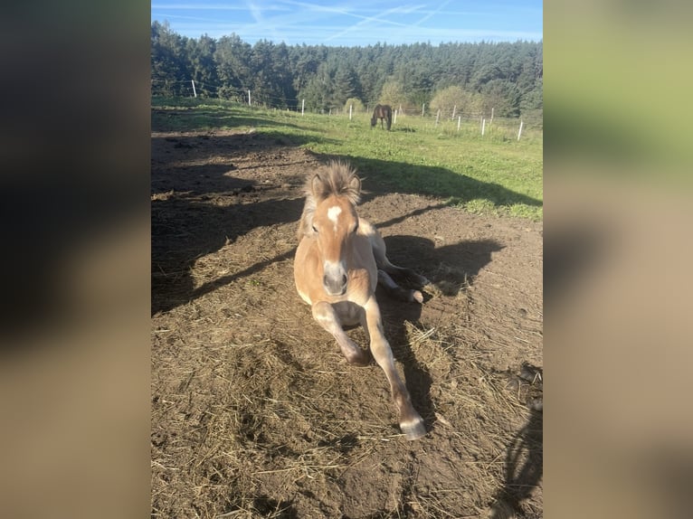 Haflinger Croisé Étalon Poulain (04/2025) 150 cm in Bi&#x144;cze