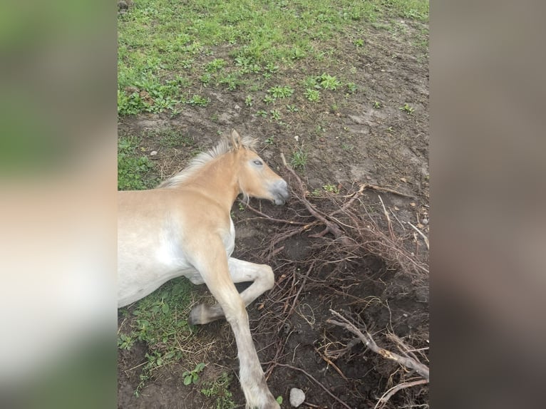 Haflinger Croisé Étalon Poulain (04/2025) 150 cm in Bi&#x144;cze