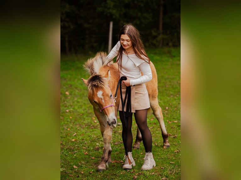 Haflinger Croisé Étalon Poulain (04/2025) 150 cm in Bi&#x144;cze