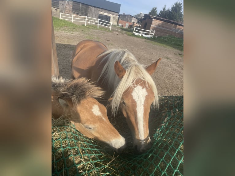Haflinger Croisé Étalon Poulain (04/2025) 150 cm in Bi&#x144;cze