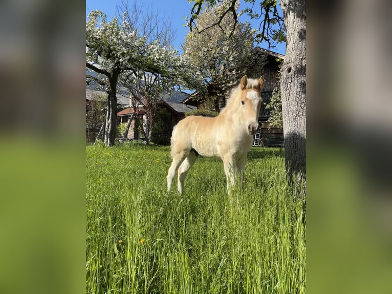Haflinger Étalon Poulain (03/2026) 152 cm Alezan in Weer