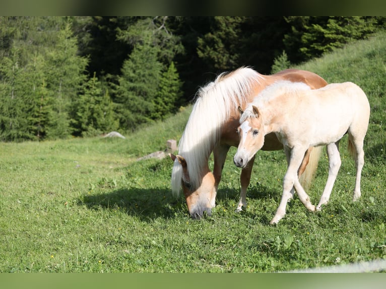 Haflinger Étalon Poulain (03/2026) 152 cm Alezan in Weer