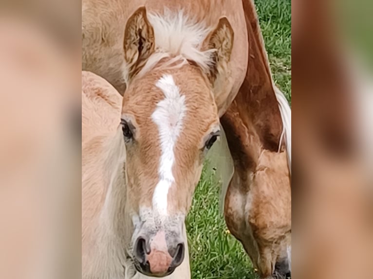 Haflinger Étalon Poulain (04/2024) 152 cm Alezan in Wuppertal